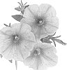 Petunia%20x%20hybrida%20%27Dueswebugu%27