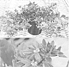 Scaevola%20aemula%20%27Bonsca7200%27