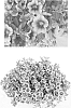Calibrachoa%20sp.%20%27USCAL66501%27