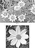 Coreopsis%20hybrid%20%27Cosmic%20Evolution%27