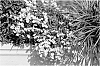Diascia%20barberae%20Hook%20%27KLEDB10714%27