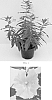 Mimulus%20aurantiacus%20%27Georgie%20Yellow%27
