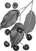 Prunus%20avium%20%27Royal%20Brynn%20%27