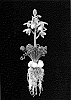 Albuca%20spiralis%20%27Frizzle%20Sizzle%27