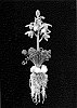 Albuca%20spiralis%20%27Frizzle%20Sizzle%27