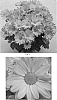 Chrysanthemum%20x%20morifolium%20%27CIDZ0006%27