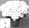 Chrysanthemum%20x%20morifolium%20%27CIDZ0004%27