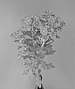 Chrysanthemum%20x%20morifolium%20%27Dekjombe%20Purple%27