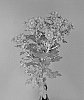 Chrysanthemum%20x%20morifolium%20%27Dekjombe%20Purple%27