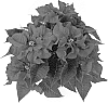 Euphorbia%20pulcherrima%20Willd.%20%27BKPONTW%27