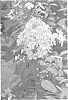 Phlox%20paniculata%20%20%27Thai%20Pink%20Jade%27