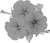 Petunia%20x%20hybrida%20%27Dueswehotre%27