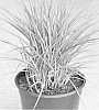 Dianella%20revoluta%20%27Allyn-Citation%27