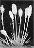 Kniphofia%20spp.%20%27Mango%20Popsicle%27