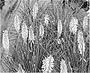 Kniphofia%20spp.%20%27Pineapple%20Popsicle%27