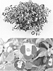 Torenia%20sp.%20%27Sunrekobuho%27