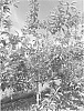 APPLE%20TREE%20NAMED%20%27SOUTHFIELD%27