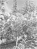 APPLE%20TREE%20NAMED%20%27SOUTHFIELD%27