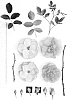 Rosa%20hybrida%20%27AUSpanier%27