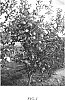 Malus%20domestica%20%28Borkh.%29%20%27Gradiyel%27