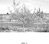 Malus%20domestica%20%28Borkh.%29%20%27Gradirose%27