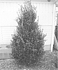 Buxus%20sempervirens%20%27cv.%20Highlander%27
