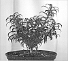 Ilex%20aquifolium%20%27Heckenzwerg%27