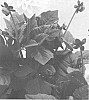 Dahlia%20hybrid%20%27LOMDAHBAW%27