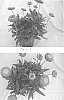 Helichrysum%20bracteatum%20x%20splendidum%20%27Harvest%20Merlot%27