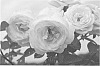 Rosa%20hybrida%20%27Radfragwhite%27