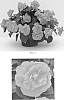 Impatiens%20walleriana%20%27Balcoree%27