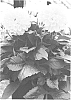 Dahlia%20hybrid%20%27LOMDAHYEL%27