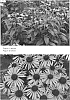 Echinacea%20purpurea%20%27Satin%20Nights%27