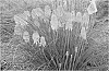 Kniphofia%20spp.%20%27Ember%20Glow%27