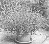 Lavandula%20angustifolia%20%27KERLAVANHAZE%27