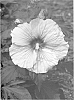 Hibiscus%20plant%20named%3A%20%27Copper%20Queen%27