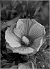 Hibiscus%20plant%20named%3A%20%27Small%20Wonder%27