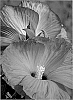 Hibiscus%20plant%20named%3A%20%27Snowflame%27