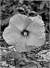 Hibiscus%20plant%20named%3A%20%27Little%20Prince%27