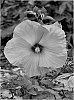 Hibiscus%20plant%20named%3A%20%27Little%20Prince%27