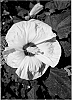 Hibiscus%20plant%20named%3A%20%27New%20Old%20Yella%27