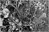Tomato%20plant