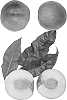 Prunus%20persica%20%27Kodiak%27