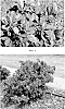 Rhododendron%20sp.%20%27MNIHAR012%27