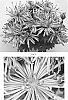 Chrysanthemum%20x%20morifolium%20%27CIDZ0002%27