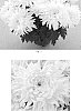 Chrysanthemum%20x%20morifolium%20%27CIDZ0009%27