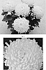 Chrysanthemum%20x%20morifolium%20%27CIDZ0001%27