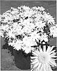 Chrysanthemum%20x%20morifolium%20%27CIFZ0028%27