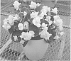 BEGONIA%20PLANT%20NAMED%20%27BGDSU22-0%27
