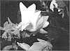 Schlumbergera%20plant%20named%20%27Sao%20Paulo%20Brazil%27